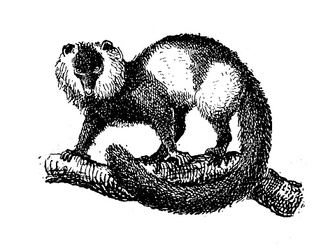 Antique illustration: black-and-white ruffed lemur (Varecia variegata)