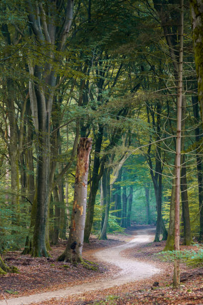 istock Forest trail on a misty morning in early fall 1363972880