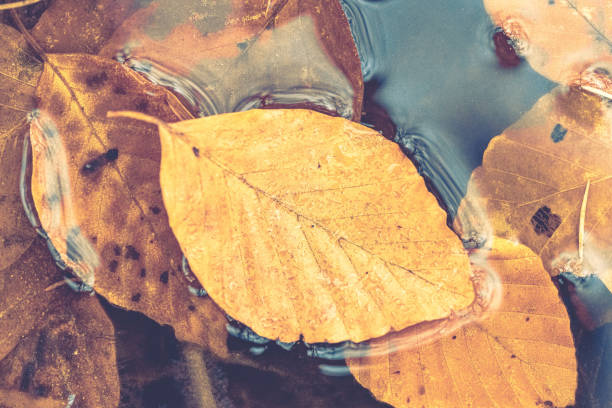 istock Colorful autumn leaves in a rain puddle 1363972889