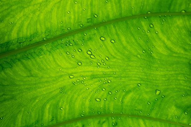 istock Close up Bright Green leaf with water drops for textured background 1363973076