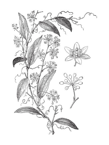 istock Smilax Pseudo Syphilitica (Medicinal plant) - vintage engraved illustration 1363974121