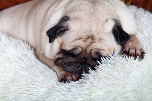 istock Dog sleeps on a white fluffy blanket. 1363974511