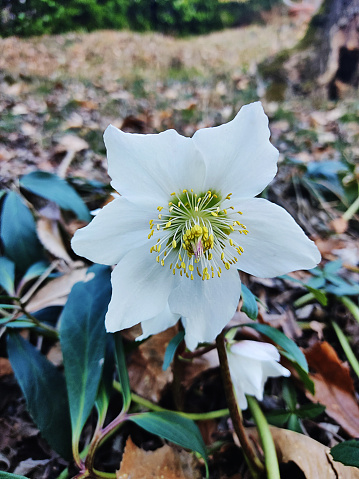 White hellebore winter flower