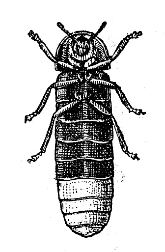 Antique illustration: Lampyris noctiluca, common glow-worm