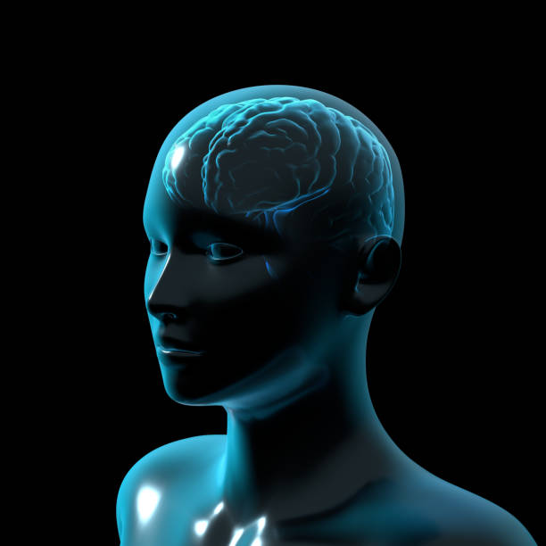 istock Human Brain, Anatomy, Medical 3d 1363976131