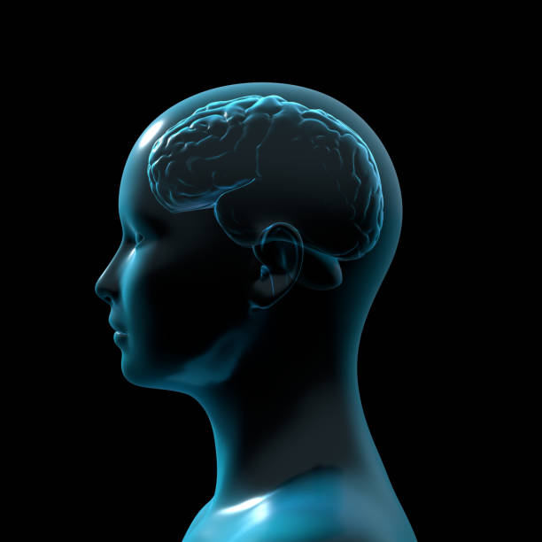 istock Human Brain, Anatomy, Medical 3d 1363976170