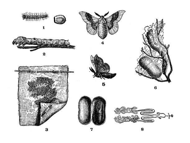 앤티크 일러스트: 봄비스 모리, 국내 실크 나방 - silkworm stock illustrations