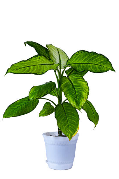 istock Indoor flower in a white pot. Dieffenbachia. 1363976787
