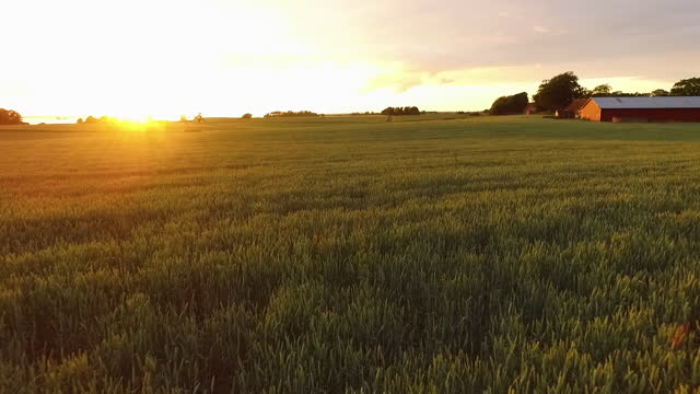 Drone shot of crops field during summer in Skåne, Sweden.