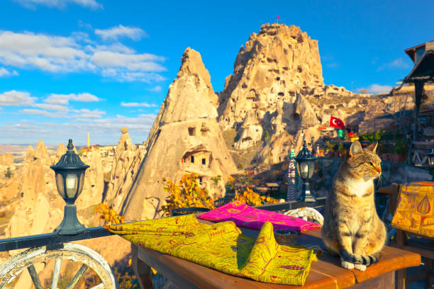 Cute cat sits on a table in small cafe in Uçhisar Castle Cute cat sits on a table in small cafe. Uçhisar, Cappadocia, Turkey uchisar stock pictures, royalty-free photos & images