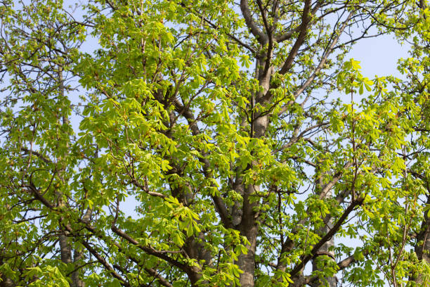 feuilles vert clair sur une branche de châtaignier au début du mois de mai. photo d’arrière-plan printanière ensoleillée - may leaf spring green photos et images de collection