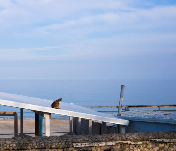 A homeless city Odessa cat sitting on a roof in front of the sea merging with sky in blue tranquil evening A homeless city Odessa cat sitting on a roof in front of the sea merging with sky in blue tranquil evening. odessa beach stock pictures, royalty-free photos & images
