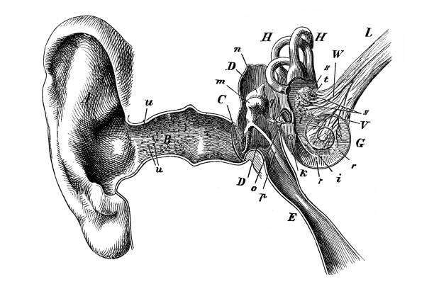ilustraciones, imágenes clip art, dibujos animados e iconos de stock de ilustración del oído humano con tímpano de la trompa de eustaquio - human ear