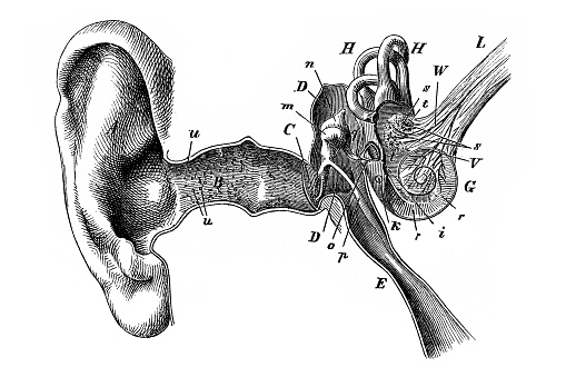Illustration of Human ear illustration with eustachian tube ear drum