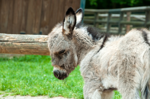 male donkey filly, one week old - more of this series in my portfolio
