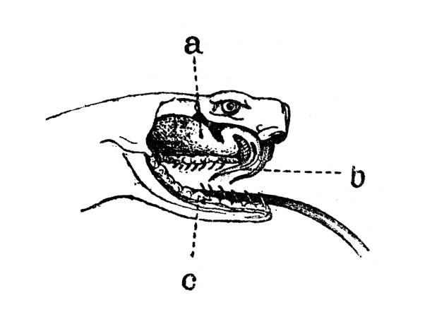 ilustraciones, imágenes clip art, dibujos animados e iconos de stock de ilustración antigua: vipera aspis, asp viper - european adder illustrations