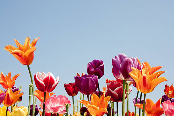 istock Lovely multicolored tulips against a blue sky 136398384