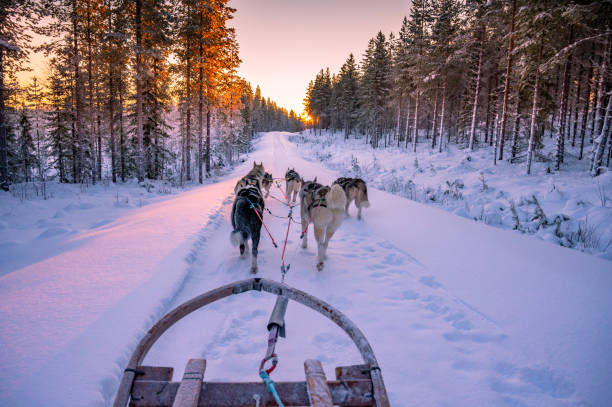 хаски на собачьих упряжках во время заката - snow nature sweden cold стоковые фото и изображения