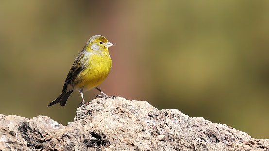 Atlantic Canary (Serinus canria) perched on a rock, Tenerife