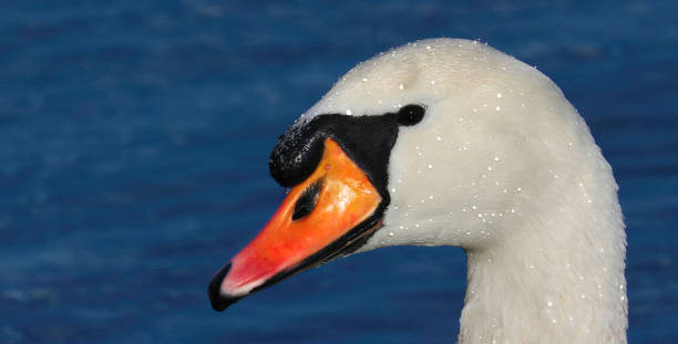 istock Close up of Mute swan head 1363985104