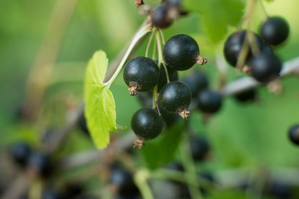 istock Growing black currant berries, bush. Harvest 1363986961