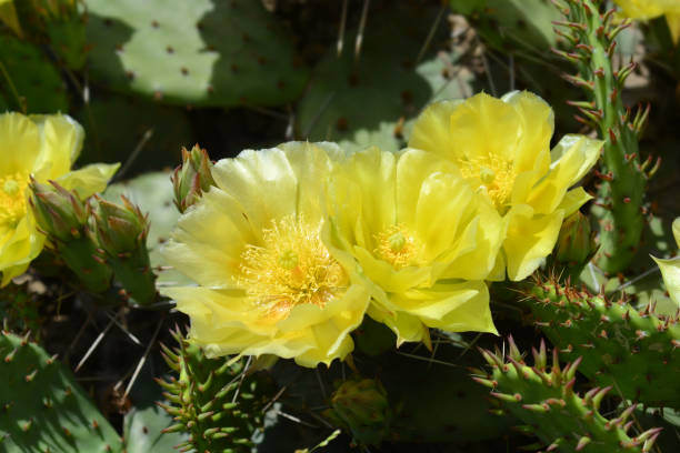 Barbary fig Barbary fig yellow flowers - Latin name - Opuntia monacantha (Opuntia vulgaris) opuntia vulgaris stock pictures, royalty-free photos & images