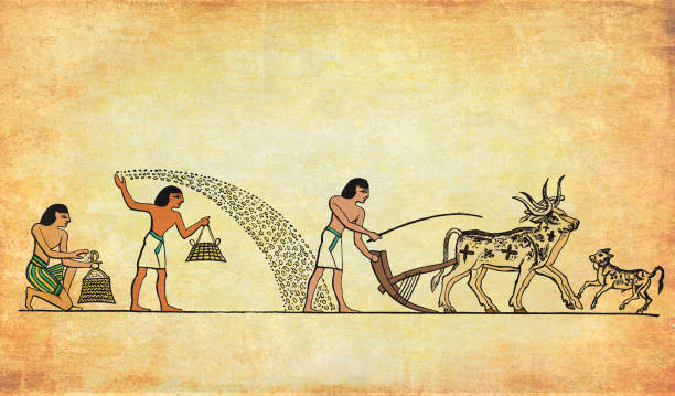 ancient egypt costumes:agricultural work, slaves plowing and planting seeds - çoban sürücü illüstrasyonlar stock illustrations