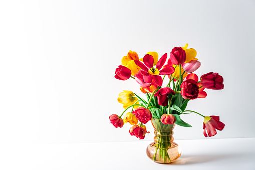 Beautiful red and white  tulips in a vase on wooden background