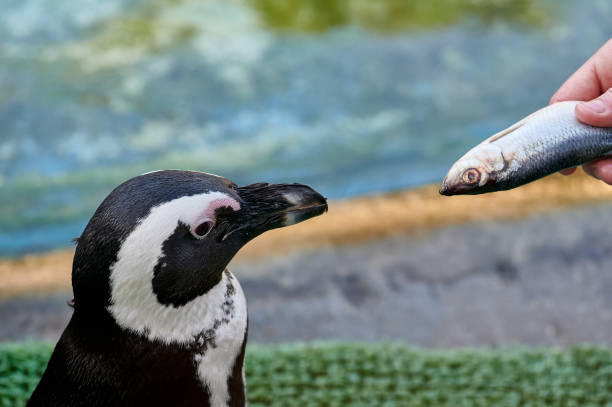 pingüino que se alimenta de peces - nobody beak animal head penguin fotografías e imágenes de stock