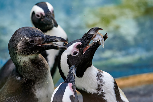 Penguin catching a fish thrown by its keeper while other penguins are waiting for more fish