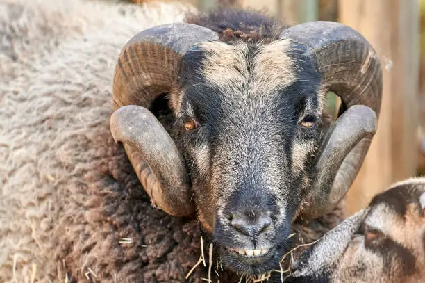 Very close portrait of a bighorn sheep (Ovis canadensis) looking in front of the camera where we can appreciate its eyes and its huge horns