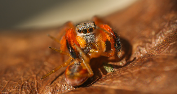 jumping spider with prey, taken  at shimizu japan