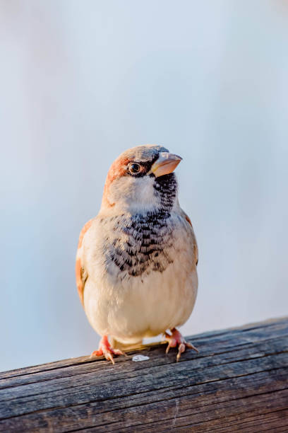 istock house sparrow resting at sunset 1363989872