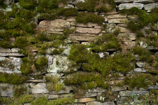 istock Old stone wall with green moss close 1363990494