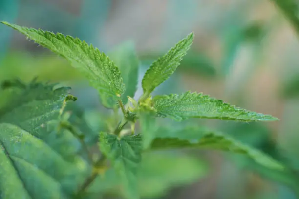 Nettle leaves closeup. Medicine plant