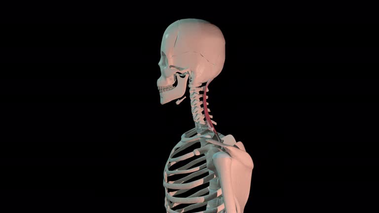 80+ Upper Skeleton Bones Anatomy Stock Videos and Royalty-Free Footage ...