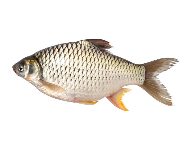 istock Big carp isolated on white background, crucian carp. 1363992804