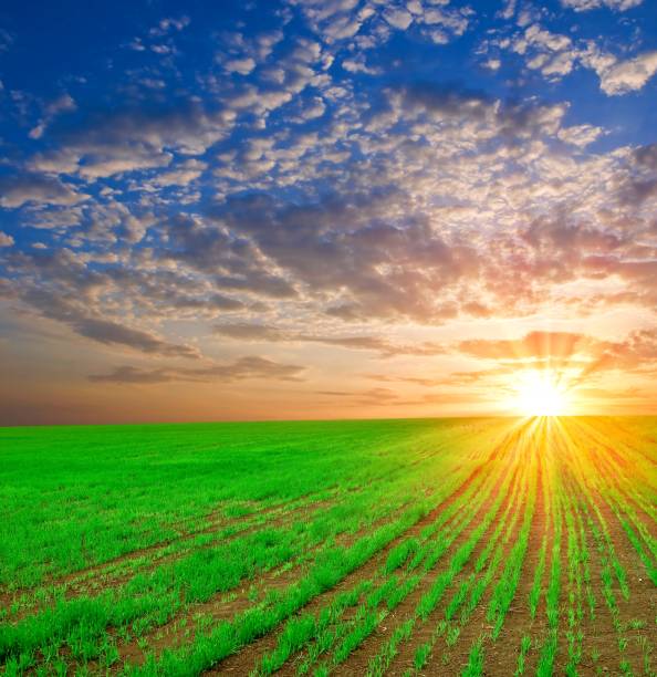 istock young wheat sprouts at the evening 1363992847