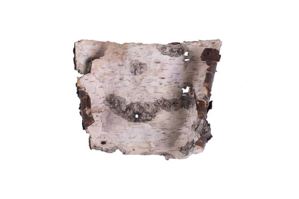 istock piece of birch bark isolated on white background 1363992987