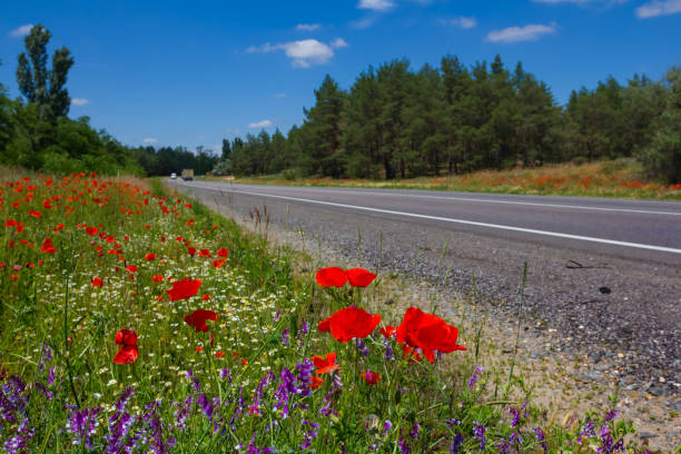 camino asfaltado a través de unas flores - flower red poppy sky fotografías e imágenes de stock