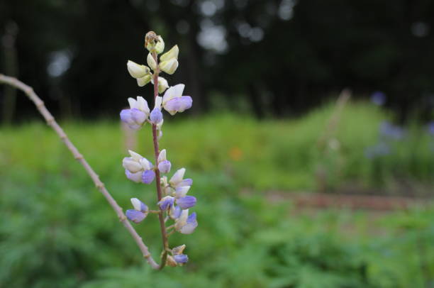 花 flower 花 stock pictures, royalty-free photos & images