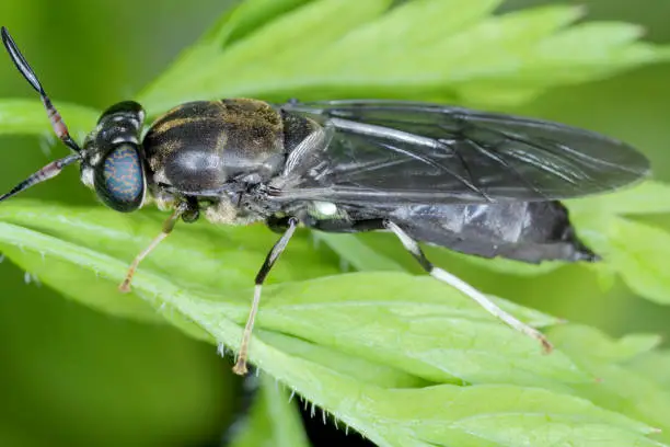 Photo of Black Soldier Fly - latin name is Hermetia illucens.  Close-up of fly sitting on a leaf. This species is used in the production of protein.