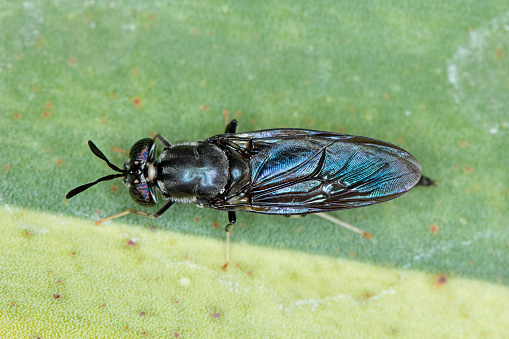 A small yellow-legged robber fly atop a green leaf covered in dirt particles