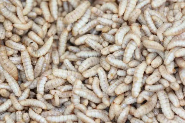 Photo of Hermetia illucens - Black soldier​ fly larvae in feeding plate with organic waste, Insect farm.