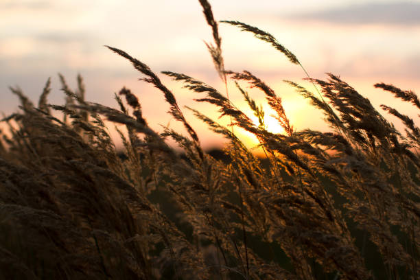 istock Beautiful sunset in the summer. Spikes dry grass against the setting sun. 1363997518