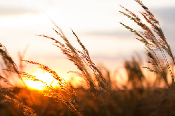 istock Beautiful sunset in the summer. Spikes dry grass against the setting sun. 1363997724