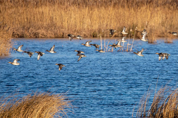 istock A flock of Eurasian Teal taking flight from a wetlands lake 1363997787