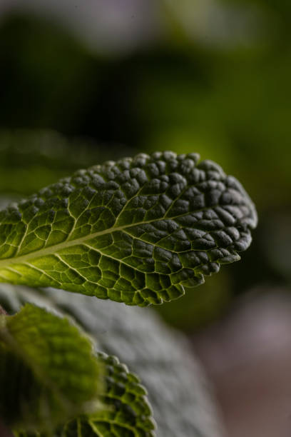 Close up of fresh mint leaves