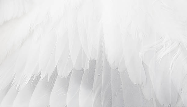 istock Close up of white feathered wing 136399802