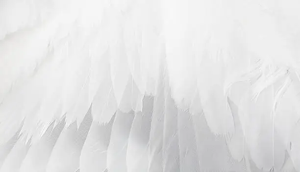 Photo of Close up of white feathered wing